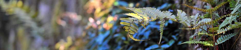 Kızımın Günlüğü